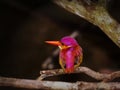 Rufous-backed Dwarf-Kingfisher (Ceyx rufidorsa) Ã¦Â£â¢Ã¨ÆÅÃ¤Â¸â°Ã¨Â¶Â¾Ã§Â¿Â Ã©Â³Â¥ in Borneo rainforest